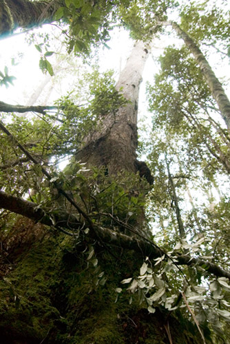 wilderness guided walks Deloraine accommodation Tasmanian rainforest Forest Walks Lodge