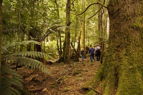 Guided Day Walks, Ecotours, Tasmanian wildlife, bushwalking, Wilderness Lodge accommodation, Great Western Tiers, Deloraine